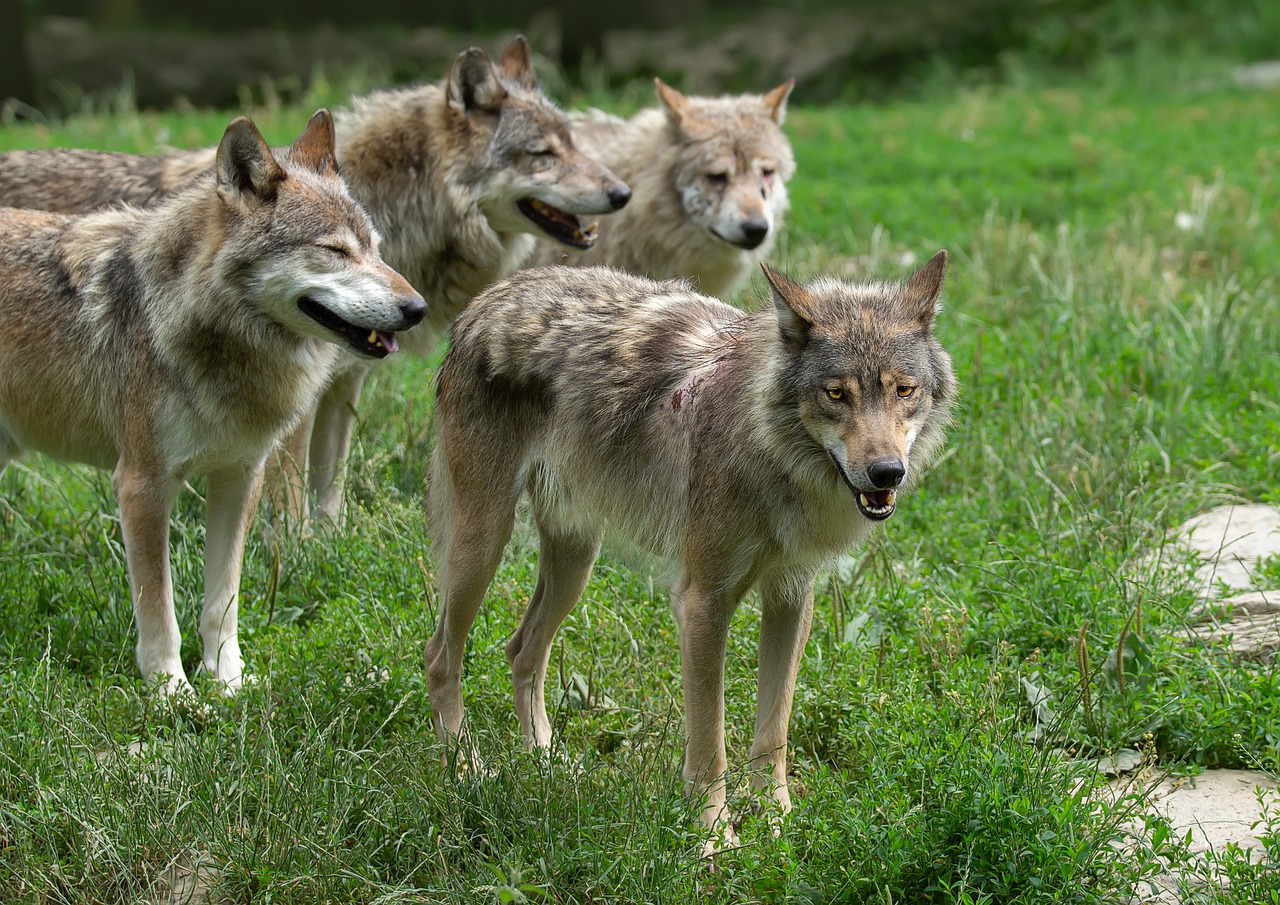 An image of four wolves in a forest