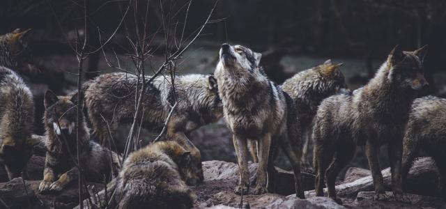 An image of a pack of wolves, the center one is howling with its snout facing up